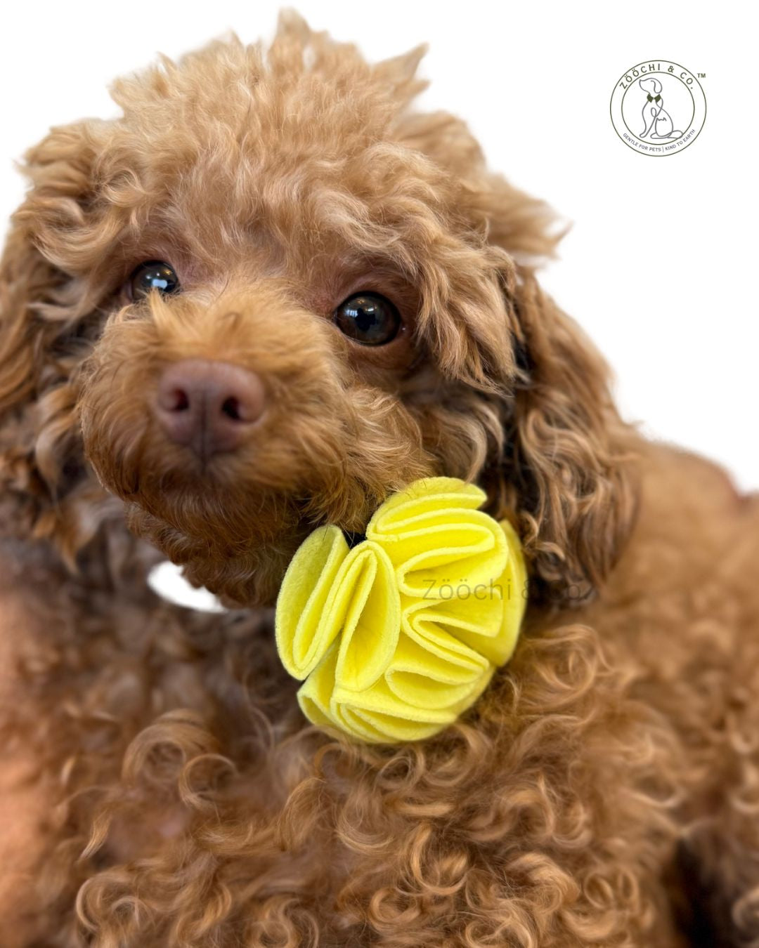 Ecofur Bloom - Floral bow for dogs & cats - (SET OF 2)