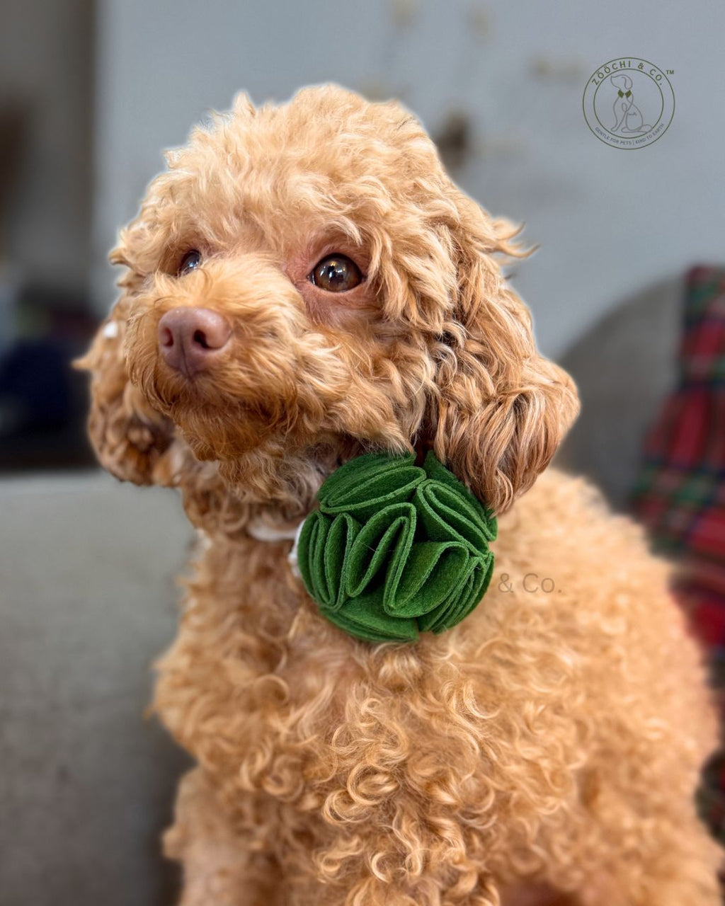 Ecofur Bloom - Floral bow for dogs & cats - (SET OF 2)