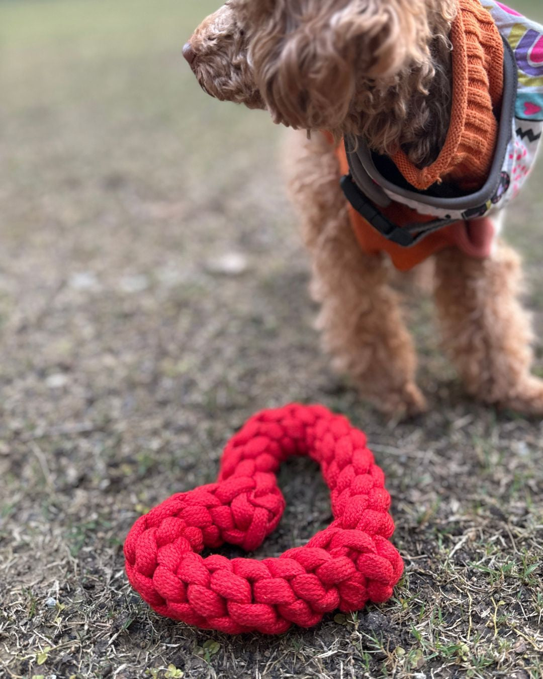 PawKnot Heart, Limited Edition Love Toy