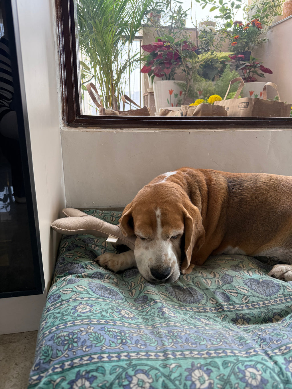 Zööchi & Co. - EcoChomper Bone Squeaky Toy