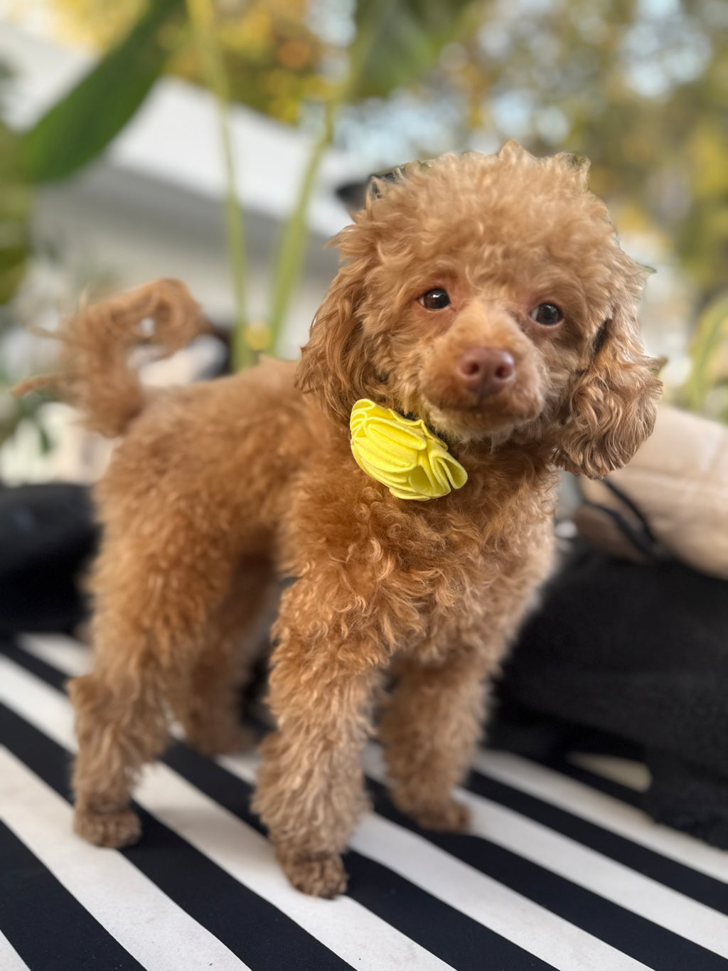 Ecofur Bloom - Floral bow for dogs & cats - (SET OF 2)