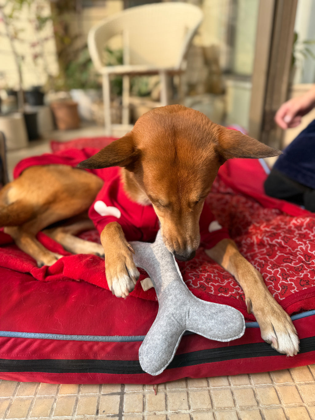 Zööchi & Co. - EcoChomper Bone Squeaky Toy